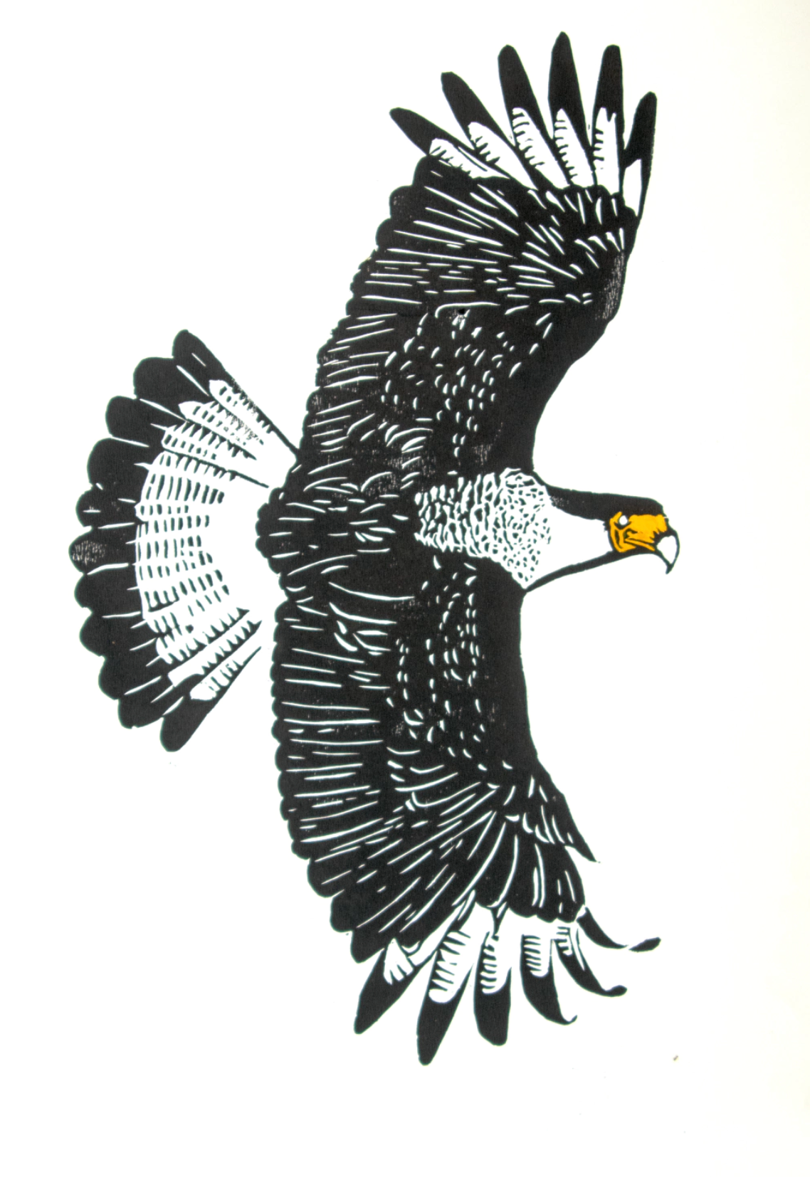 Carcará - Xilogravure